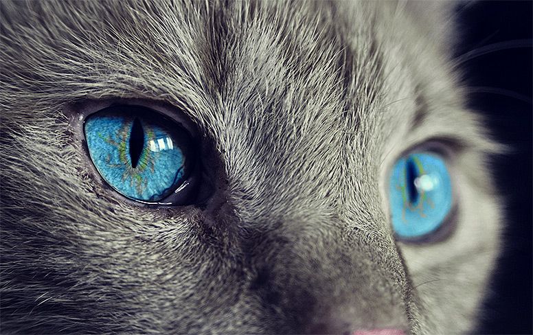 Cat with Blue Eyes